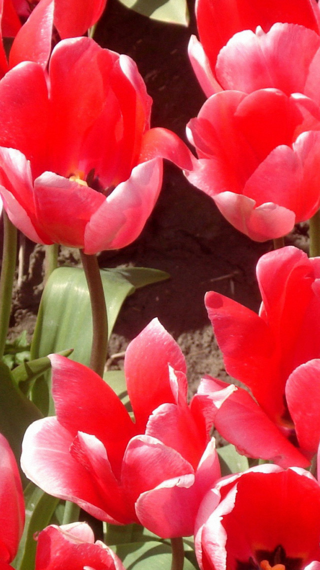 Red flowers in the grass free wallpaper - medium preview image