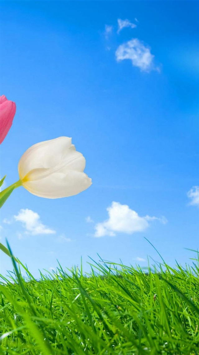 Tulips grass blue sky clouds free wallpaper - medium preview image