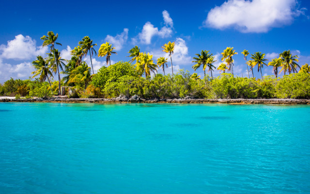 Tropical island palm trees blue free wallpaper - medium preview image
