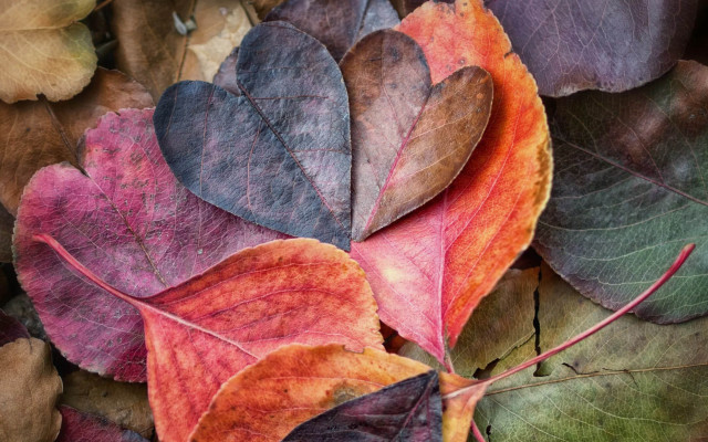 Fall leaves ground together nature free wallpaper - medium preview image