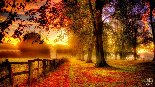 Fence field trees leaves sunset free wallpaper - medium preview image