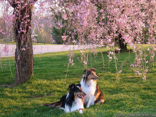 Dogs grass tree pink flowers free wallpaper - medium preview image