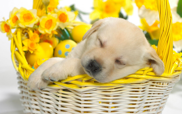 Puppy sleeping basket yellow flowers #2 free wallpaper - medium preview image
