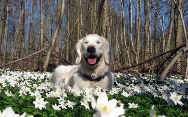 Dog laying field white flowers free wallpaper - medium preview image