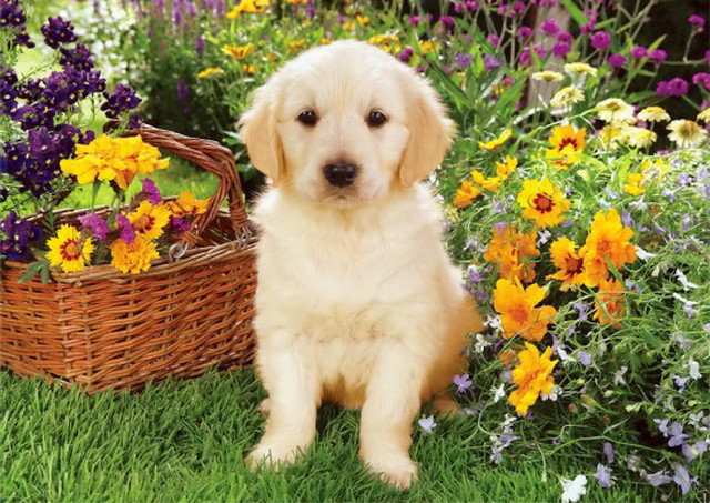 Puppy grass basket flowers background free wallpaper - medium preview image