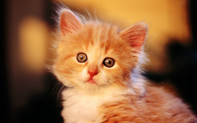 Small kitten big blue eye free wallpaper - medium preview image