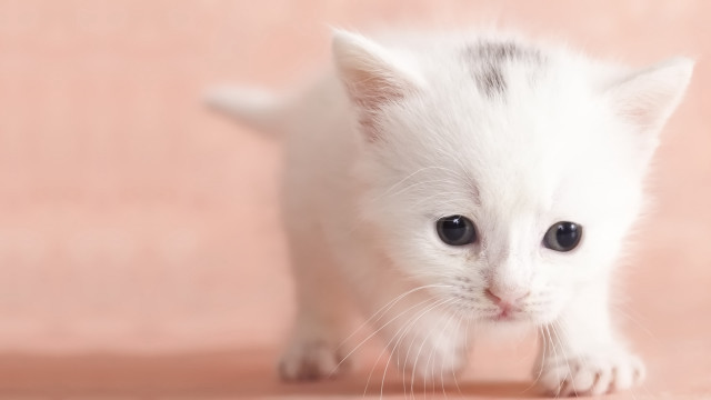 Small white kitten black spot free wallpaper - medium preview image