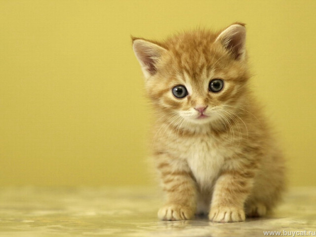 Kitten table yellow wall sad free wallpaper - medium preview image