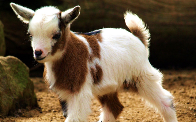 Small goat dirt field rock free wallpaper - medium preview image