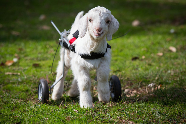 Small white dog harness pulling free wallpaper - medium preview image