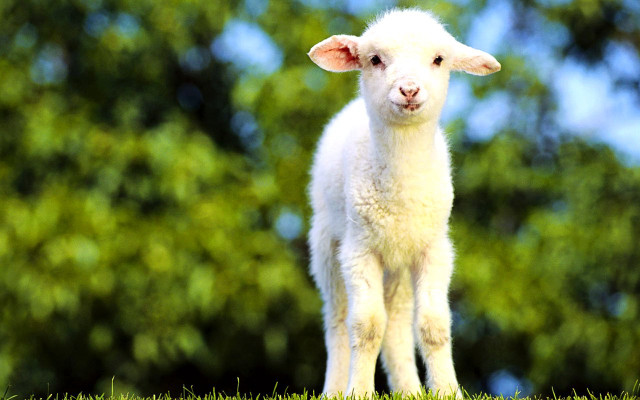 Small lamb lush green field free wallpaper - medium preview image