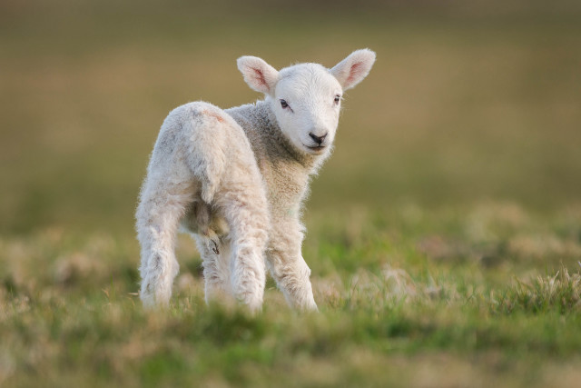 Small lamb grassy field blurry free wallpaper - medium preview image