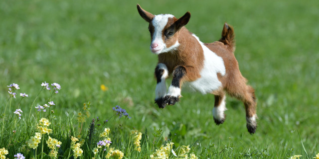 Small goat jumping grass flowers free wallpaper - medium preview image