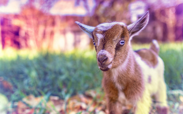 Small goat grass leaves house free wallpaper - medium preview image
