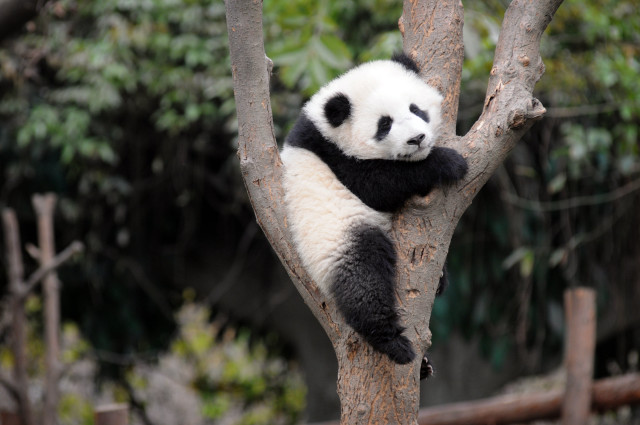 Panda bear sitting tree arms free wallpaper - medium preview image