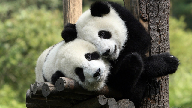 Two panda bears sitting tree #3 free wallpaper - medium preview image