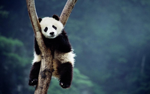 Panda tree forest foggy night free wallpaper - medium preview image