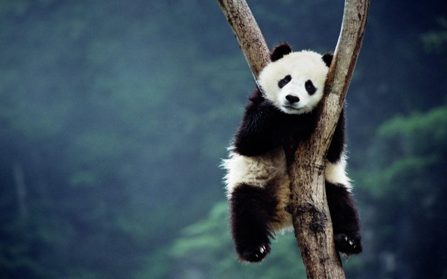 Panda bear tree branch forest #2 free wallpaper - medium preview image