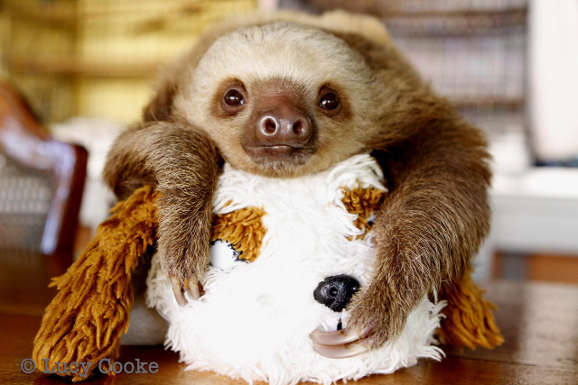 Sloth holding stuffed animal table free wallpaper - medium preview image