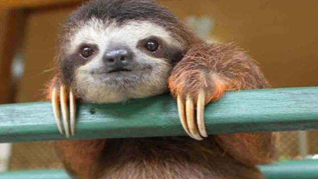 Sloth hanging green rail smiling free wallpaper - medium preview image