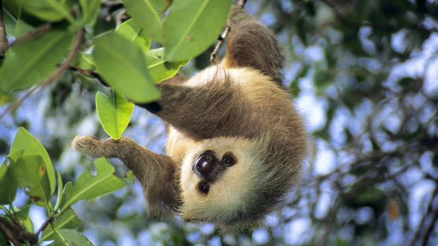 Sloth hanging tree branch leaves free wallpaper - medium preview image