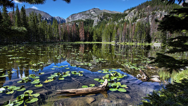 Lake lily pads mountains blue free wallpaper - medium preview image