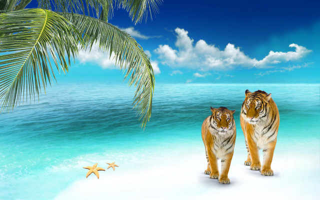 Tigers beach starfish palm summer free wallpaper - medium preview image