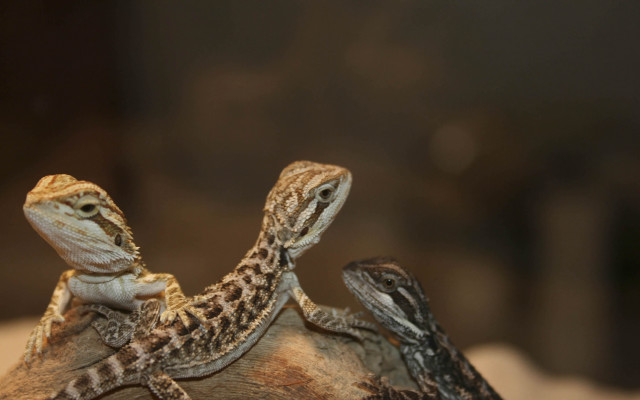 Two lizards sitting on rock free wallpaper - medium preview image