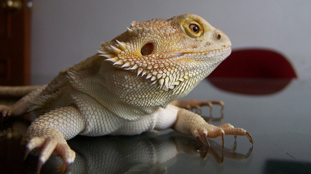 Lizard closeup table red object #3 free wallpaper - medium preview image