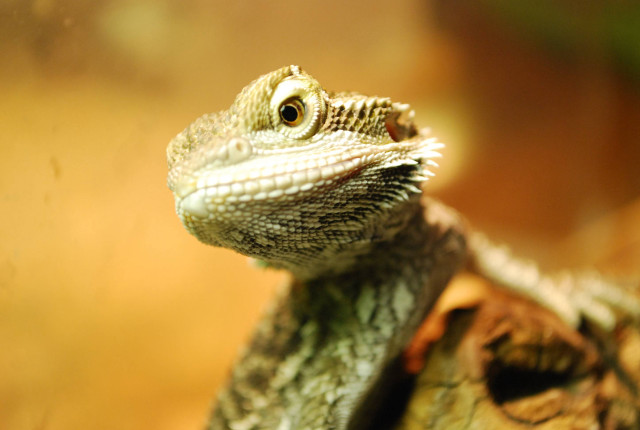Lizard tree branch orange sky free wallpaper - medium preview image
