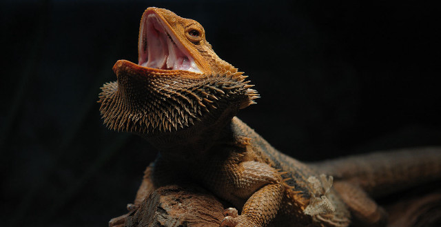 Lizard mouth open wide open free wallpaper - medium preview image