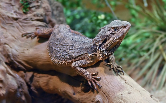 Lizard tree branch zoo enclosure free wallpaper - medium preview image