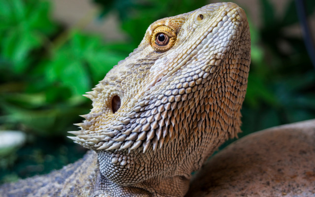 Lizard close up rock plants #2 free wallpaper - medium preview image