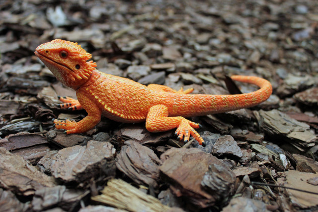 Small orange lizard pile rocks free wallpaper - medium preview image