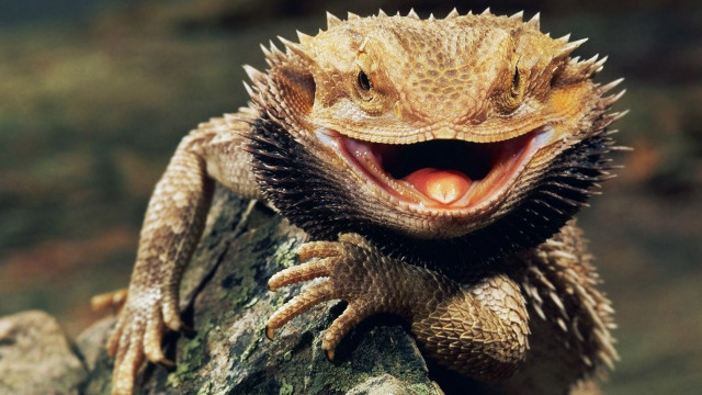 Lizard open mouthed blurry rock free wallpaper - medium preview image