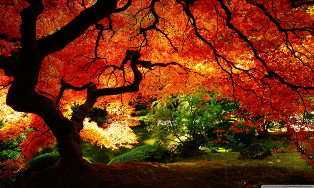 Tree red leaves park bench #12 free wallpaper - medium preview image