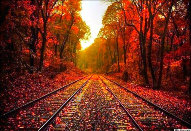 Train track fall trees leaves free wallpaper - medium preview image