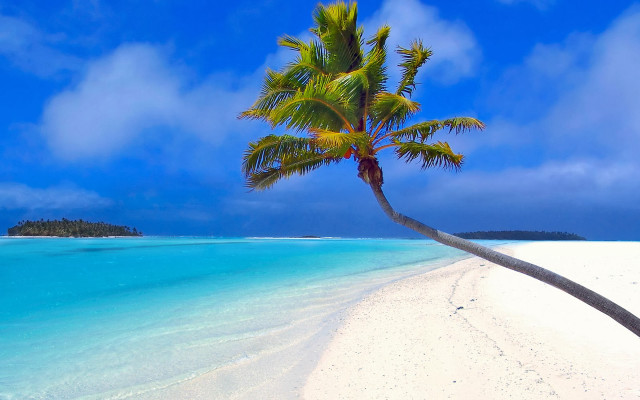 Palm tree beach blue sky #31 free wallpaper - medium preview image