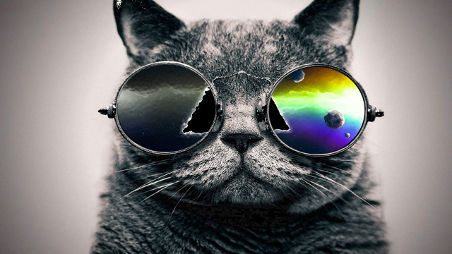Cat sunglasses rainbow reflection black #2 free wallpaper - medium preview image