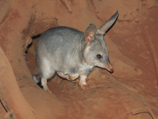 Small animal cave desert night free wallpaper - medium preview image