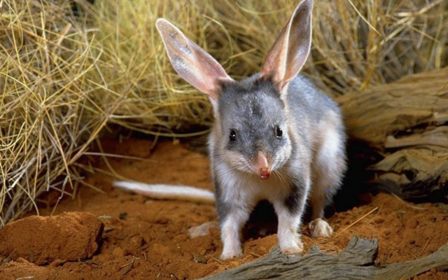 Small gray white animal ears free wallpaper - medium preview image