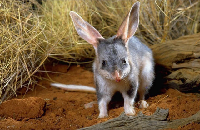 Small gray white animal dirt #3 free wallpaper - medium preview image