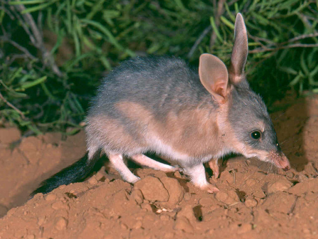 Small animal dirt field bush free wallpaper - medium preview image