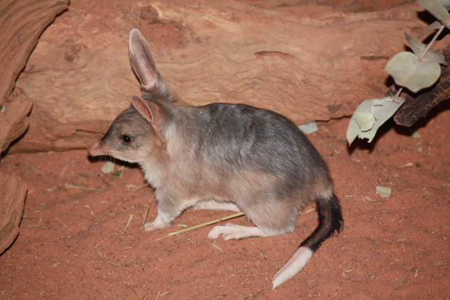 Small mouse dirt area rocks free wallpaper - medium preview image