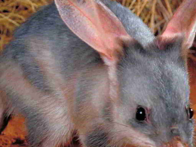 Small gray rat hay red free wallpaper - medium preview image