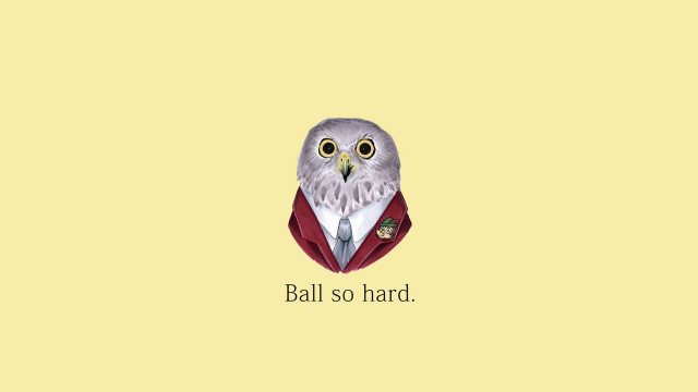 Bird red jacket tie head free wallpaper - medium preview image