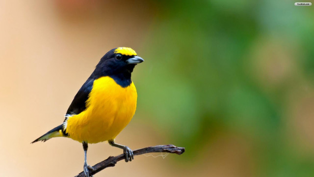 Yellow black bird branch ecological free wallpaper - medium preview image