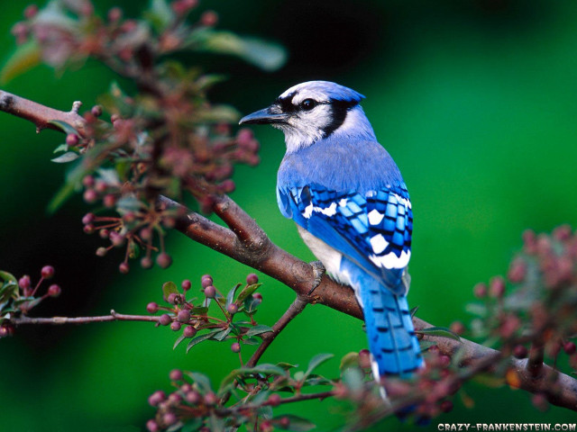 Blue bird branch tree flowers free wallpaper - medium preview image