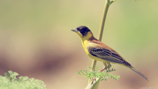 Bird perched plant stem macro free wallpaper - medium preview image