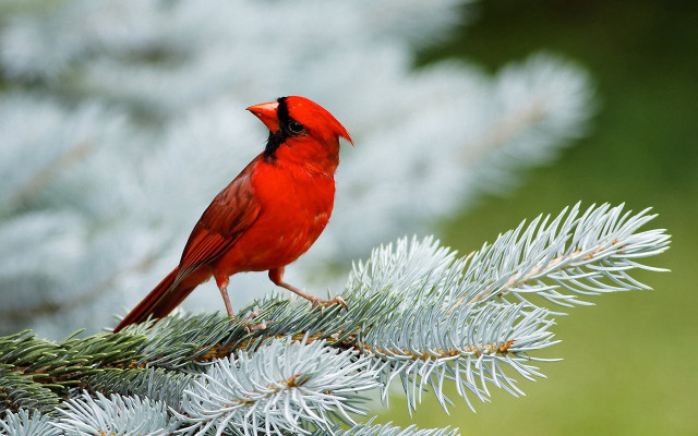 Red bird pine tree branch free wallpaper - medium preview image